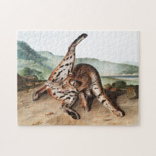 Texan Lynx (Lynx Rufus var maculatus) Illustration
