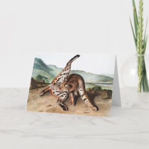 Texan Lynx (Lynx Rufus var maculatus) Illustration Karte