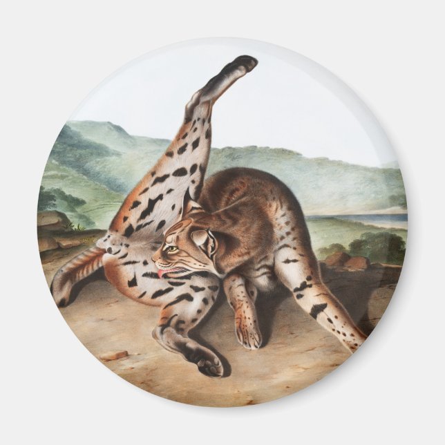 Texan Lynx (Lynx Rufus var maculatus) Illustration Magnet (Vorne)