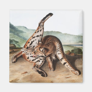 Texan Lynx (Lynx Rufus var maculatus) Illustration Magnet