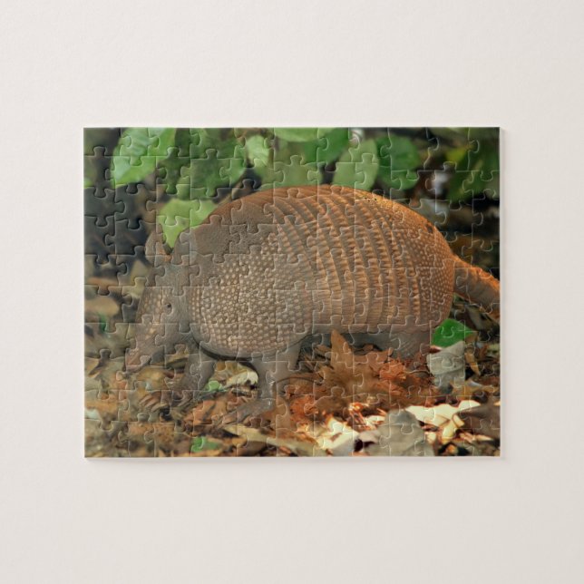 Texas Armadillo (Horizontal)