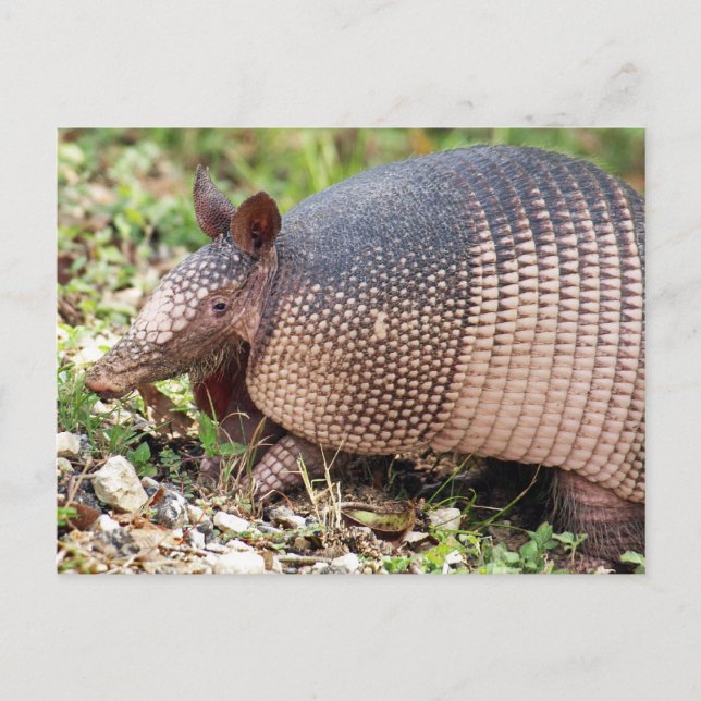 Texas Armadillo Postkarte Nr. 3 (Vorderseite)