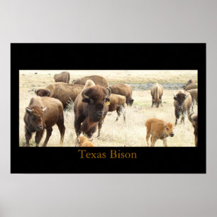 Texas Bison Poster