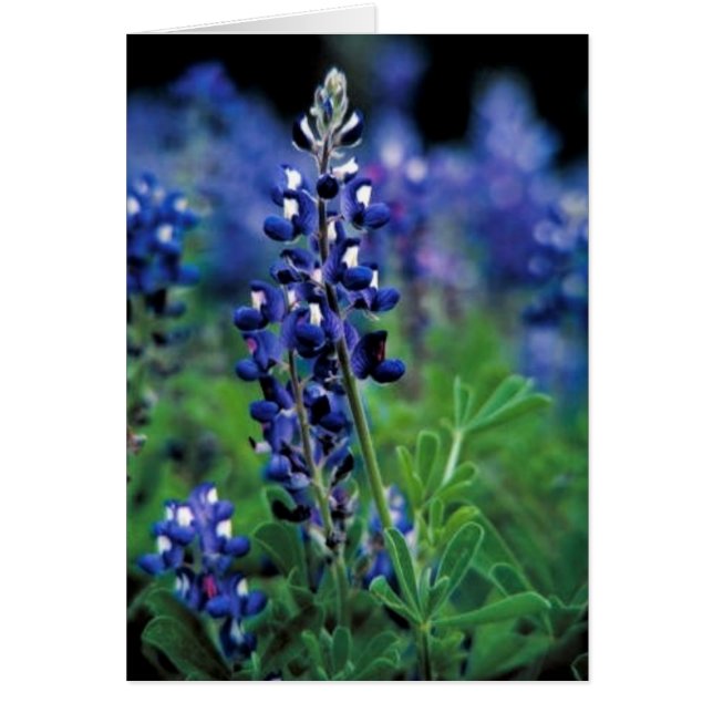 Texas Bluebonnet (Devant)