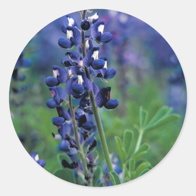 Texas Bluebonnet-2-Best Runder Aufkleber (Vorderseite)
