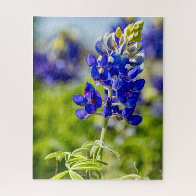 Texas Bluebonnet Blume (Vertikal)