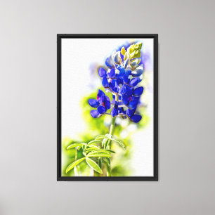 Texas Bluebonnet Blume auf Weiß mit Grafik Leinwanddruck