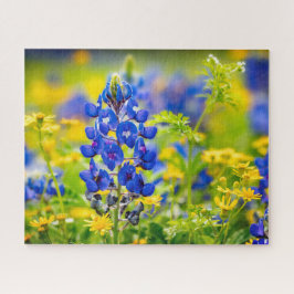 Texas Bluebonnet Blume mit Gelb