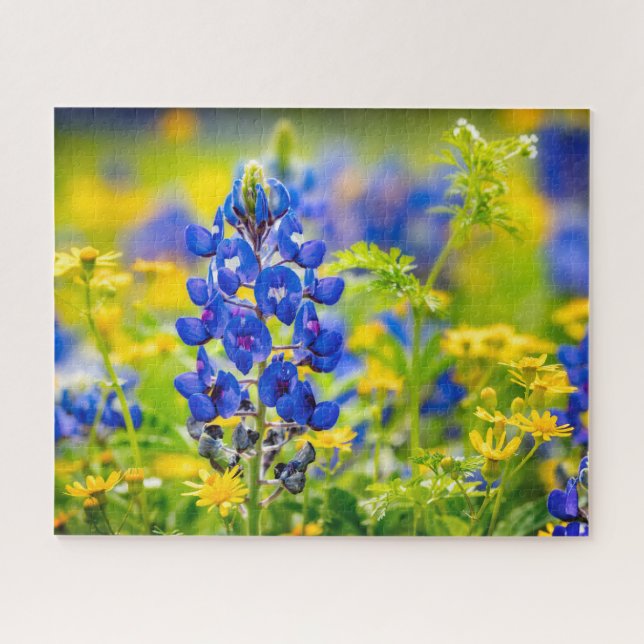 Texas Bluebonnet Blume mit Gelb (Horizontal)