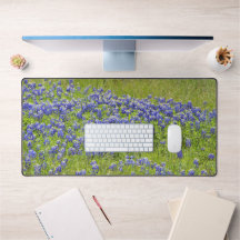 Texas Bluebonnet Fleurs Fleurs sauvages