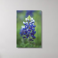 Texas Bluebonnet