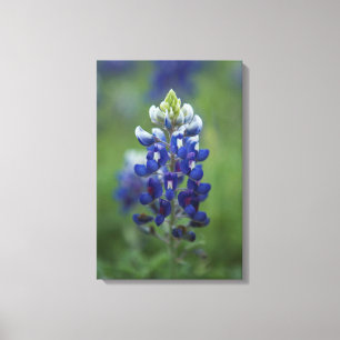 Texas Bluebonnet Leinwanddruck
