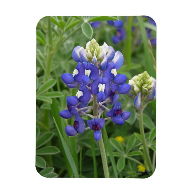 Texas Bluebonnet Magnet (Vertikal)