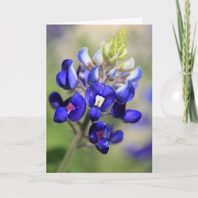 Texas Bluebonnet Poster Karte (Vorderseite)