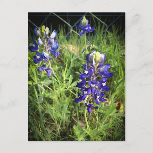 Texas Bluebonnet Postkarte (Vorderseite)