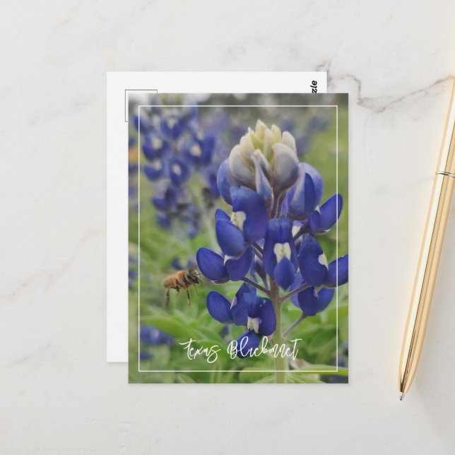 Texas Bluebonnet Postkarte (Vorderseite/Rückseite Beispiel)