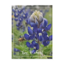 Texas Bluebonnet