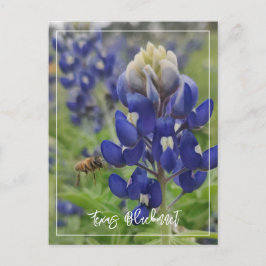 Texas Bluebonnet Postkarte