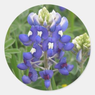 Texas Bluebonnet Runder Aufkleber
