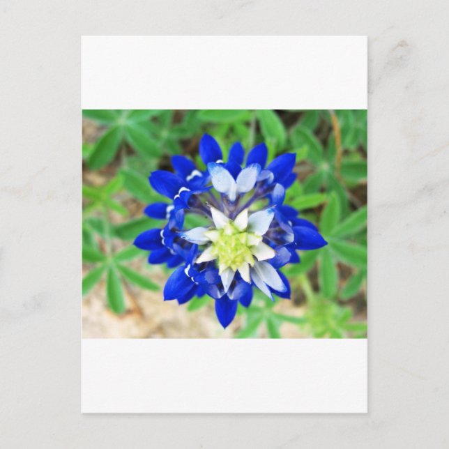 Texas Bluebonnet Top View Postkarte (Vorderseite)