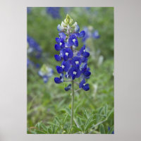 Texas Bluebonnet Wildblume Foto Poster