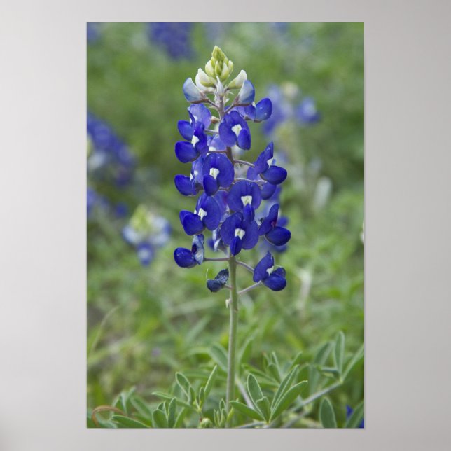 Texas Bluebonnet Wildblume Foto Poster (Vorne)