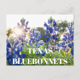 Texas Bluebonnets Blume Wildblume Blau Blumen Postkarte