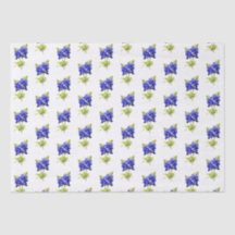 Texas Bluebonnets Blumen,