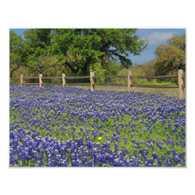 Texas Bluebonnets Country Fotografien drucken Fotodruck (Vorne)