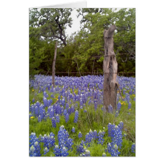 Texas Bluebonnets et poteau de clôture en bois nat