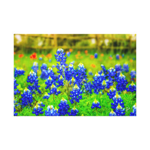 Texas Bluebonnets Field Rustic Blue Wildblumen Leinwanddruck
