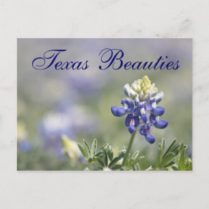 Texas Bluebonnets Fotoserie #10 Postkarte