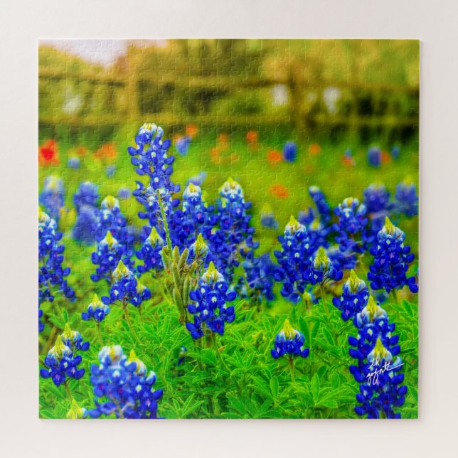 Texas Bluebonnets Indian Floral Nature Travel (Horizontal)