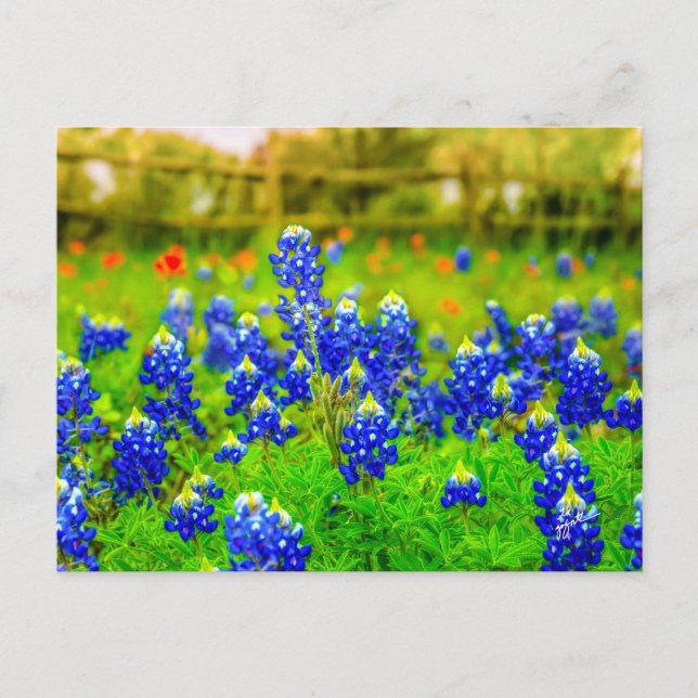 Texas Bluebonnets Indian Paintbrush Floral Postkarte (Vorderseite)