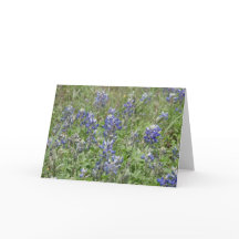 Texas Bluebonnets