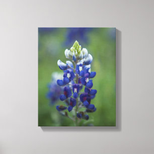 Texas Bluebonnets Leinwanddruck