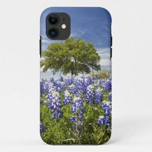 Texas bluebonnets (Lupinus texensis) und Eiche title_seo2