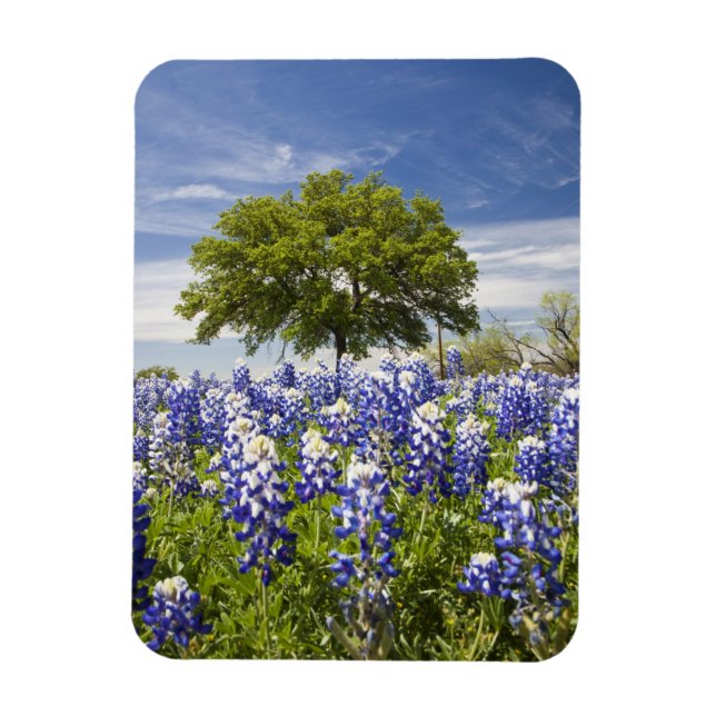 Texas bluebonnets (Lupinus texensis) und Eiche Magnet (Vertikal)