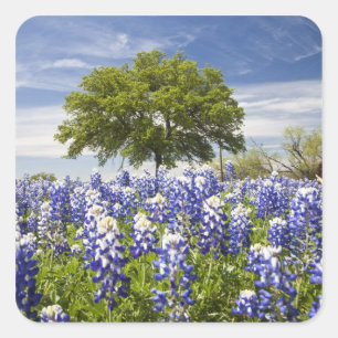Texas bluebonnets (Lupinus texensis) und Eiche Quadratischer Aufkleber