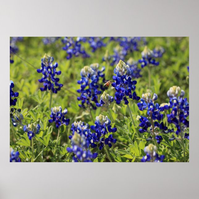 Texas Bluebonnets Poster (Vorne)