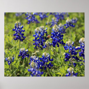 Texas Bluebonnets Poster