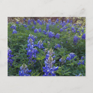 TEXAS BLUEBONNETS POSTKARTE
