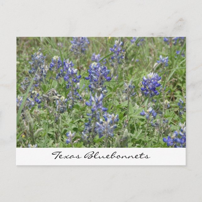 Texas Bluebonnets Postkarte (Vorderseite)
