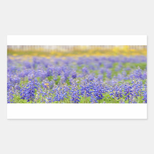 Texas Bluebonnets Rechteckiger Aufkleber
