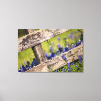 Texas Bluebonnets um einen Länderzaun