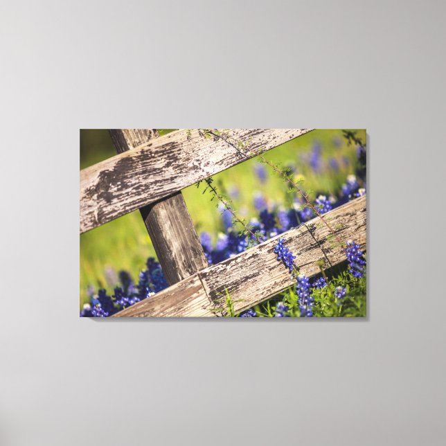 Texas Bluebonnets um einen Länderzaun Leinwanddruck (Vorderseite)