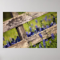 Texas Bluebonnets um einen Länderzaun