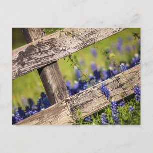 Texas Bluebonnets um einen Länderzaun Postkarte