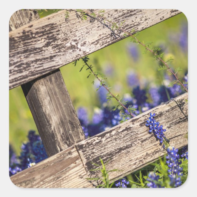 Texas Bluebonnets um einen Länderzaun Quadratischer Aufkleber (Vorderseite)