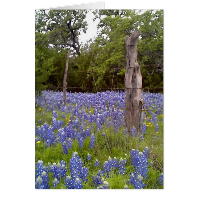 Texas Bluebonnets und Naturholzzäuner (Vorne)